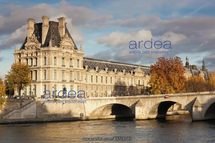 : France, Paris, Musee du Louvre building : France, Paris, Musee du Louvre building