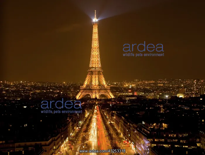 : France, Paris. Nighttime view of Eiffel : France, Paris. Nighttime view of Eiffel