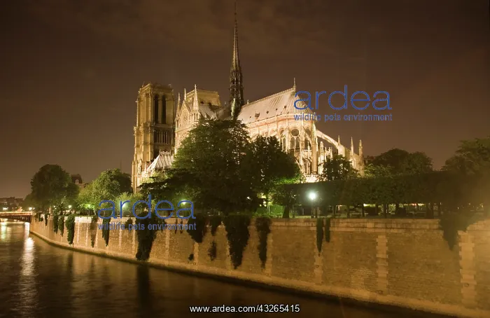 : France, Paris. Notre Dame Cathedral lit : France, Paris. Notre Dame Cathedral lit