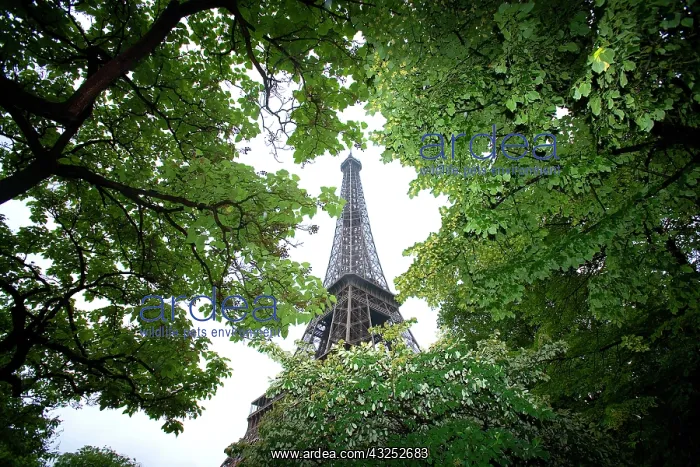 : France, Paris. Portion of Eiffel Tower in : France, Paris. Portion of Eiffel Tower in