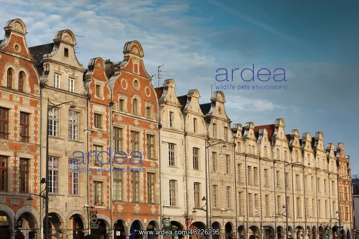 : France, Pas de Calais, Arras, Place des : France, Pas de Calais, Arras, Place des