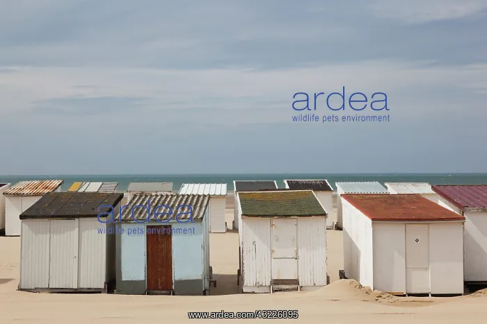: France, Pas de Calais, Bleriot Plage, beach : France, Pas de Calais, Bleriot Plage, beach