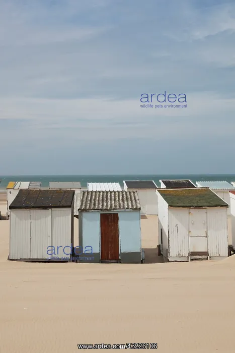 : France, Pas de Calais, Bleriot Plage, beach : France, Pas de Calais, Bleriot Plage, beach