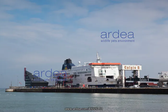 : France, Pas de Calais, Calais, port view : France, Pas de Calais, Calais, port view