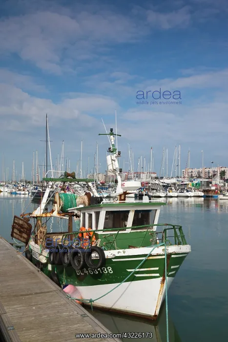 : France, Pas de Calais, Calais, port view : France, Pas de Calais, Calais, port view