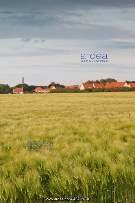 : France, Pas de Calais, Cote d'Opale, Audinghen : France, Pas de Calais, Cote d'Opale, Audinghen