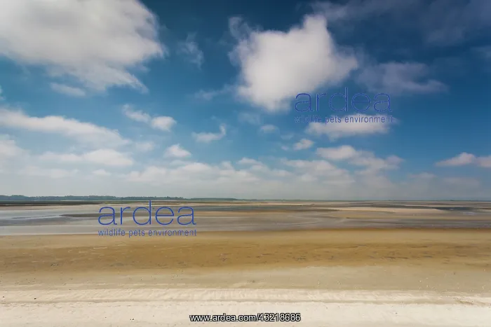 : France, Picardy, Somme, Le Crotoy, Somme : France, Picardy, Somme, Le Crotoy, Somme