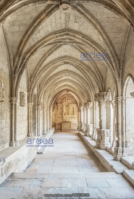 : France, Provence, Arles. Saint Trophime Cloister (Cloitre : France, Provence, Arles. Saint Trophime Cloister (Cloitre
