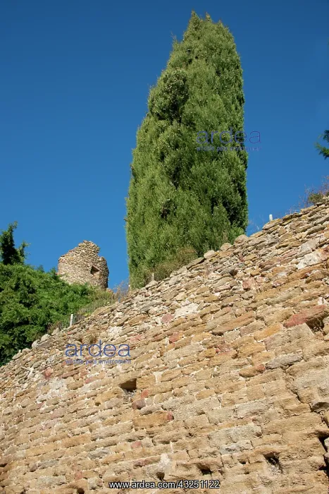 : France, Provence, Bormes-les-Mimosas. Ruins : France, Provence, Bormes-les-Mimosas. Ruins