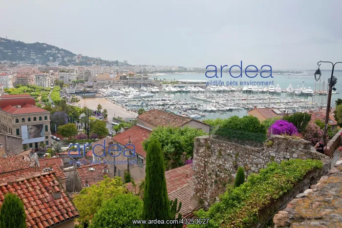 : France, Provence, Cannes. Overview of harbor : France, Provence, Cannes. Overview of harbor