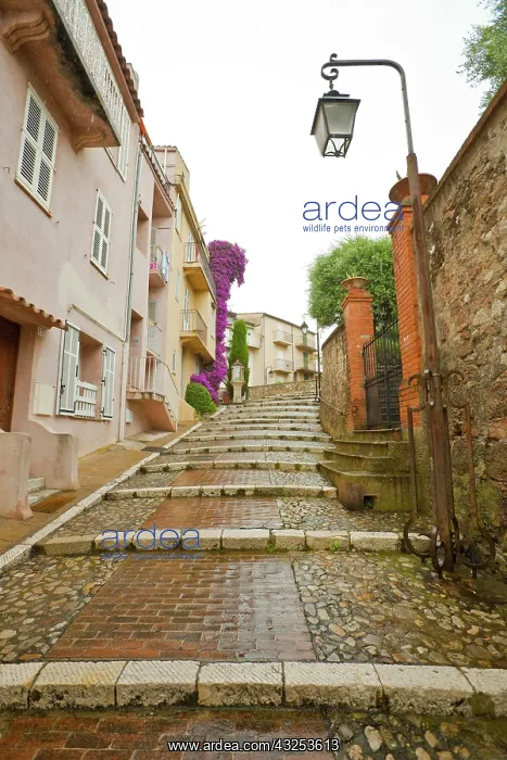 : France, Provence, Cannes. Rain-covered steps : France, Provence, Cannes. Rain-covered steps