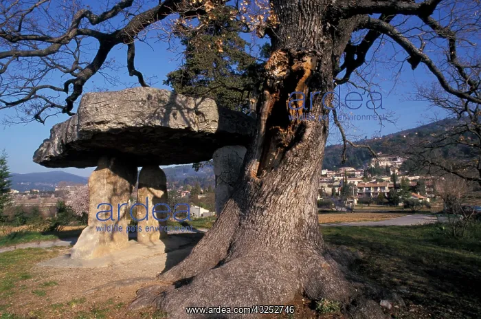 : France, Provence, Draguignac Village. Dolmen : France, Provence, Draguignac Village. Dolmen
