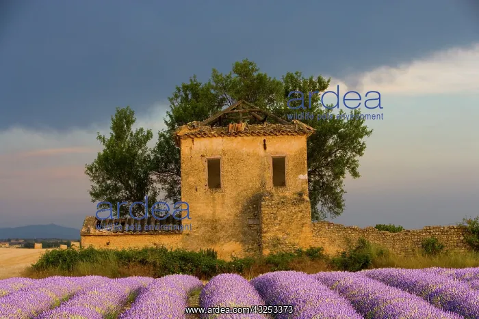 : France, Provence. Field of lavender and : France, Provence. Field of lavender and