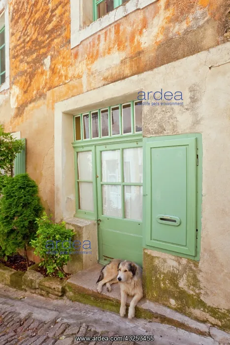 : France, Provence, Gorde. Dog rests in doorway : France, Provence, Gorde. Dog rests in doorway