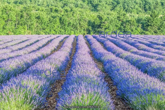 : France, Provence. Lavender field near Sault : France, Provence. Lavender field near Sault