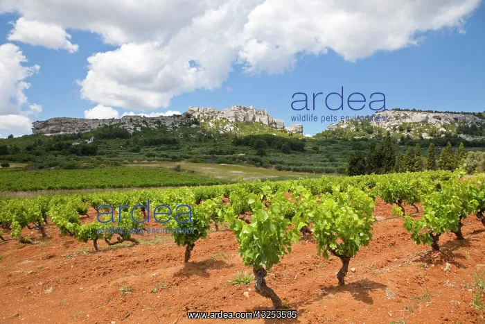 : France, Provence, Les Baux-de-Provence : France, Provence, Les Baux-de-Provence