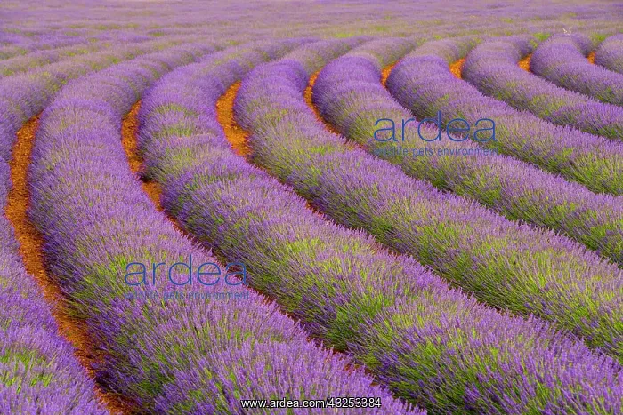 : France, Provence region. Curved rows of : France, Provence region. Curved rows of