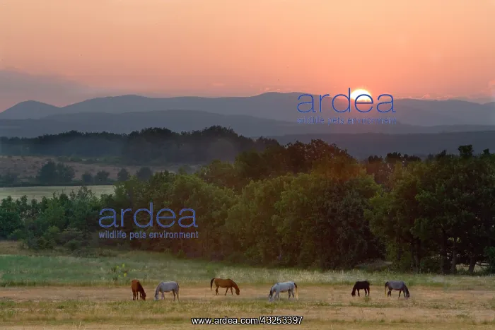 : France, Provence region. Horses graze at : France, Provence region. Horses graze at
