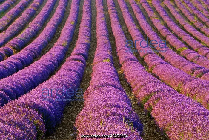 : France, Provence Region. Orderly rows of : France, Provence Region. Orderly rows of