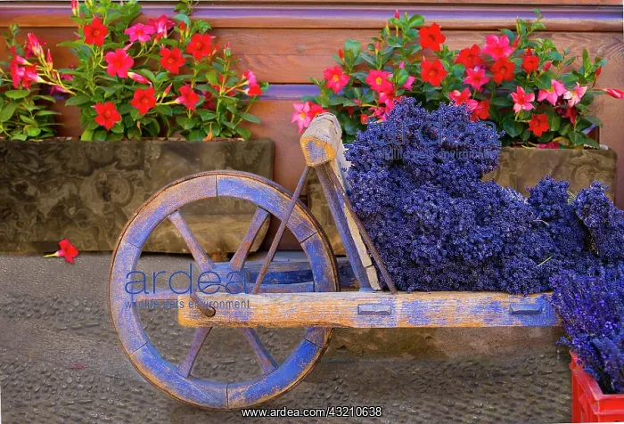 : France, Provence, Sault. Old wooden cart : France, Provence, Sault. Old wooden cart