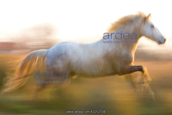 : France, Provence. White Camargue horse running : France, Provence. White Camargue horse running