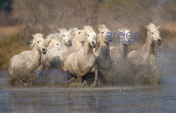 : France, Provence. White Camargue horses : France, Provence. White Camargue horses