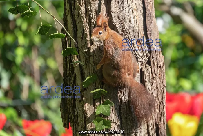 : France, Region Grand Est, Bas Rhin (67), Strasbourg, jardin : France, Region Grand Est, Bas Rhin (67), Strasbourg, jardin