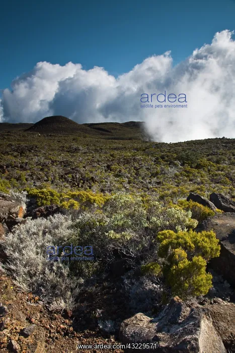 : France, Reunion Island, Bourg Murat, Plaine-des-Cafres : France, Reunion Island, Bourg Murat, Plaine-des-Cafres