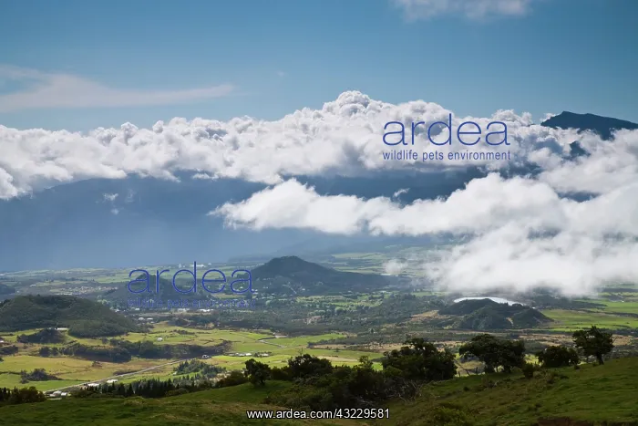: France, Reunion Island, Bourg Murat, Plaine-des-Cafres : France, Reunion Island, Bourg Murat, Plaine-des-Cafres