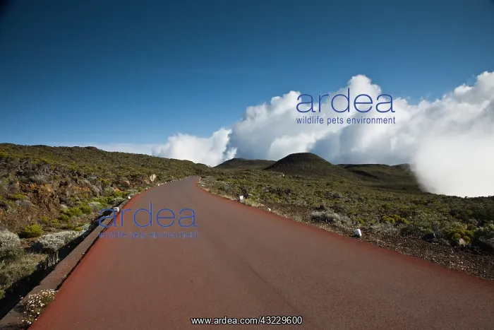 : France, Reunion Island, Bourg Murat, Plaine-des-Cafres : France, Reunion Island, Bourg Murat, Plaine-des-Cafres