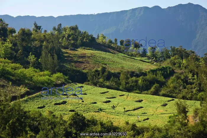 : France, Reunion Island, Cirque de Cilaos : France, Reunion Island, Cirque de Cilaos