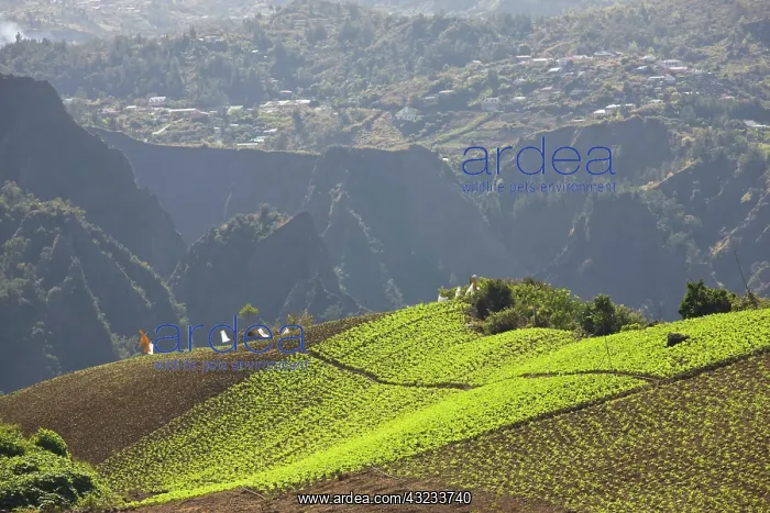 : France, Reunion Island, Cirque de Cilaos : France, Reunion Island, Cirque de Cilaos