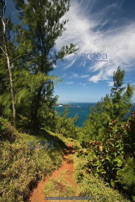 : France, Reunion Island, South Reunion, Grande : France, Reunion Island, South Reunion, Grande
