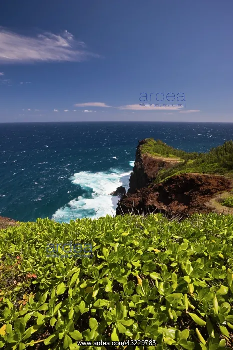 : France, Reunion Island, South Reunion, Grande : France, Reunion Island, South Reunion, Grande