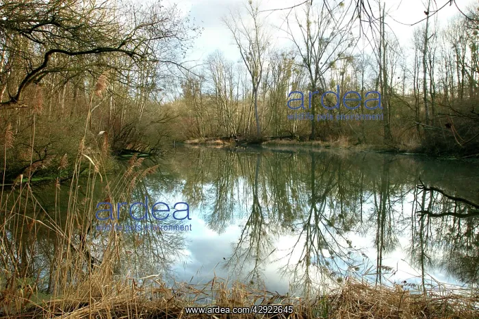  : France - Rhine Valley Forest in winter