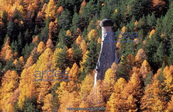 : FRANCE- Rock pillars in Larch Forest : FRANCE- Rock pillars in Larch Forest