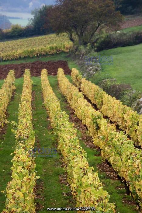 : France, Saone-et-Loire Department, Burgundy : France, Saone-et-Loire Department, Burgundy