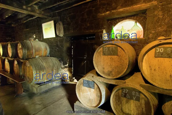 : France, Sept Forges, barrels in the cellar : France, Sept Forges, barrels in the cellar