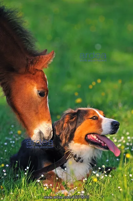 : Franches-Montagnes foal and berner Sennenhund Franche-Comte