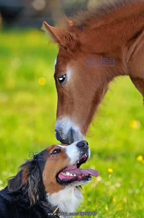 : Franches-Montagnes foal and berner Sennenhund Franche-Comte : Franches-Montagnes foal and berner Sennenhund Franche-Comte