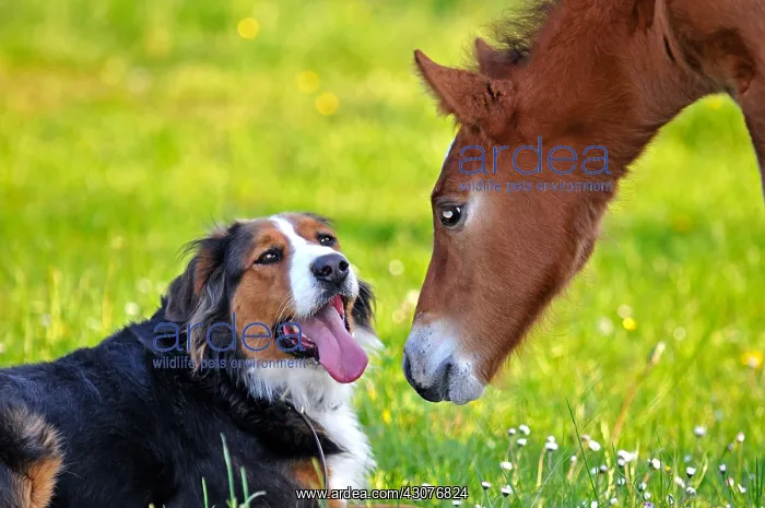 : Franches-Montagnes foal and berner Sennenhund Franche-Comte : Franches-Montagnes foal and berner Sennenhund Franche-Comte