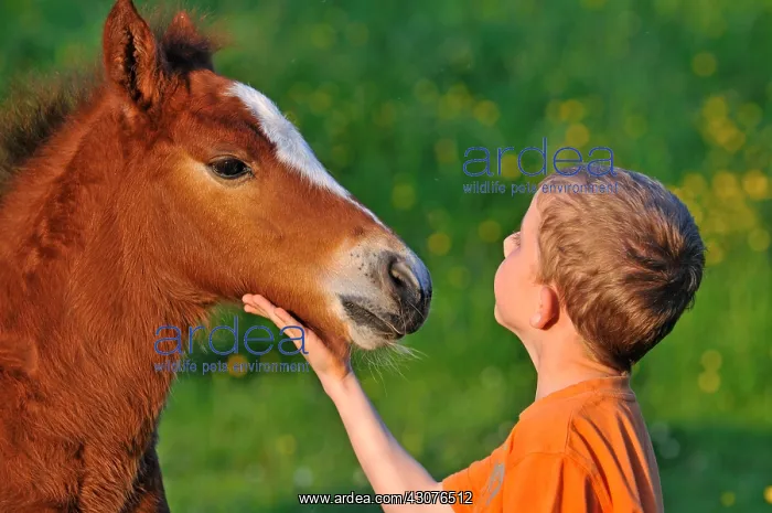 : Franches-Montagnes foal and Boy Franche-Comte France : Franches-Montagnes foal and Boy Franche-Comte France