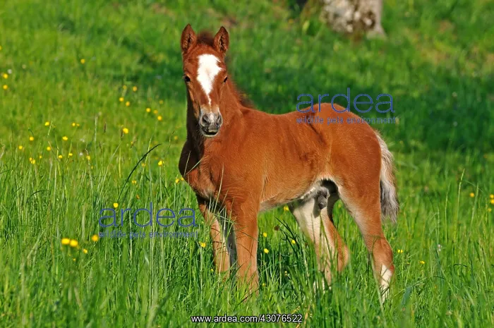  : Franches-Montagnes foal in meadow Franche-Comte France