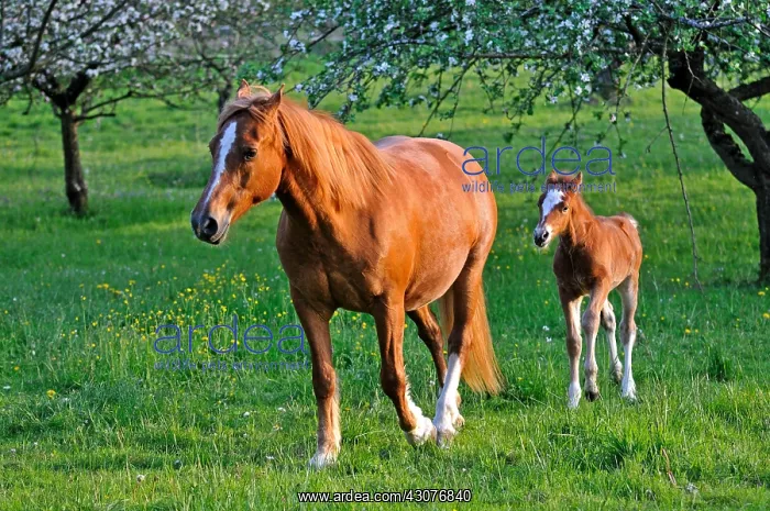 : Franches-Montagnes foal in meadow Franche-Comte France : Franches-Montagnes foal in meadow Franche-Comte France