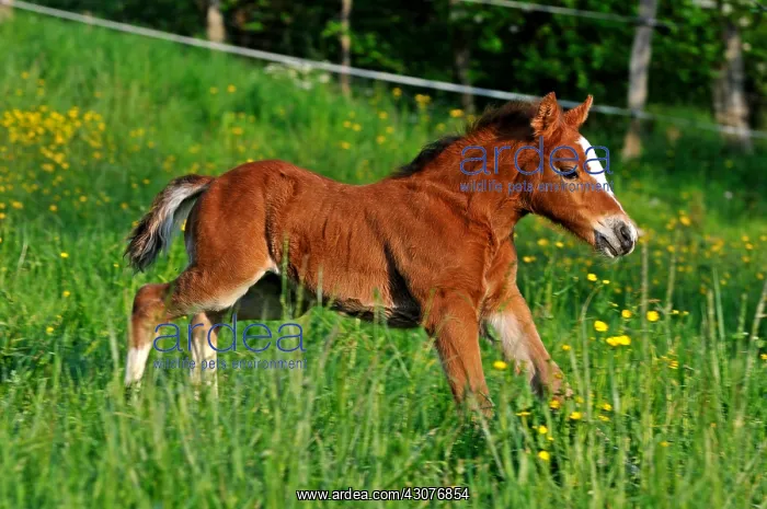 : Franches-Montagnes foal in meadow Franche-Comte France : Franches-Montagnes foal in meadow Franche-Comte France