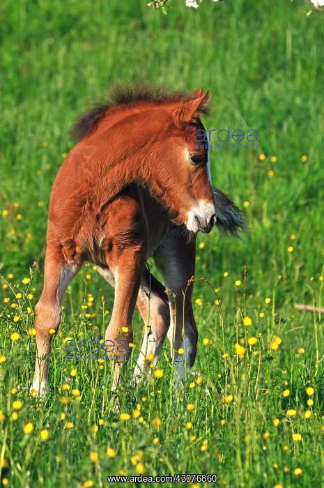 : Franches-Montagnes foal in meadow Franche-Comte France : Franches-Montagnes foal in meadow Franche-Comte France