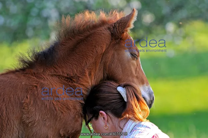 : Franches-Montagnes foal and Woman Franche-Comte France : Franches-Montagnes foal and Woman Franche-Comte France