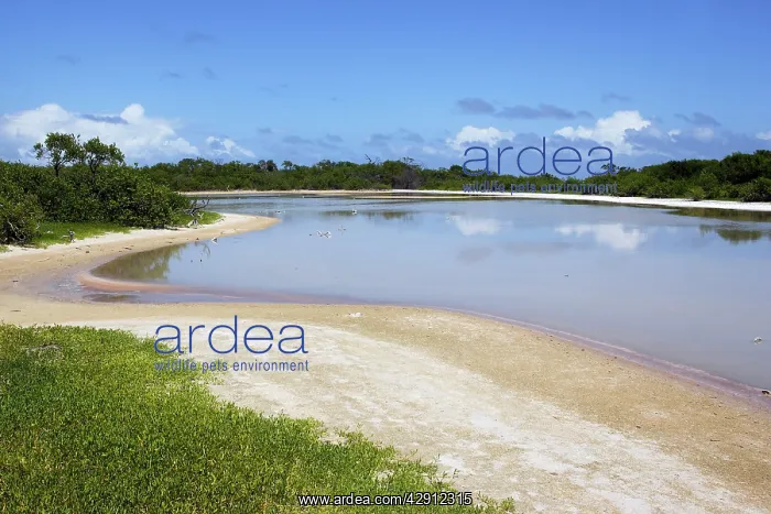 : Francisqui Island - Los Roques - Venezuela : Francisqui Island - Los Roques - Venezuela