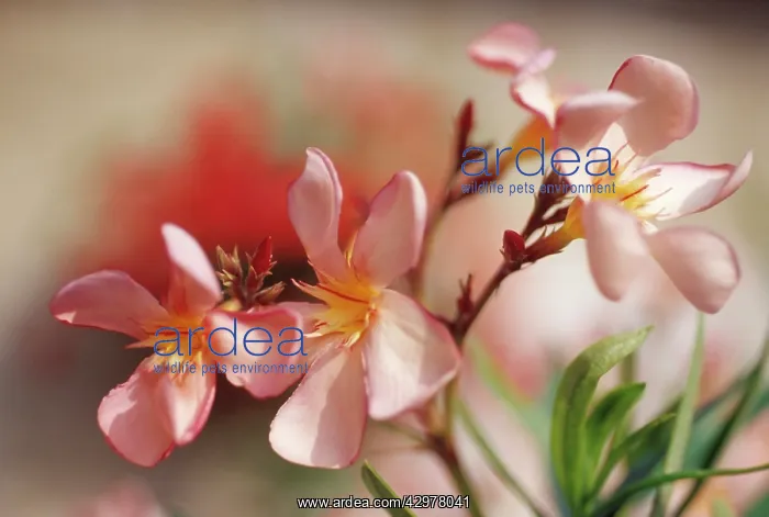 : Frangipani : Frangipani