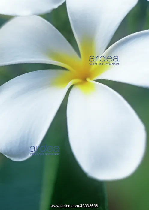 : Frangipani : Frangipani
